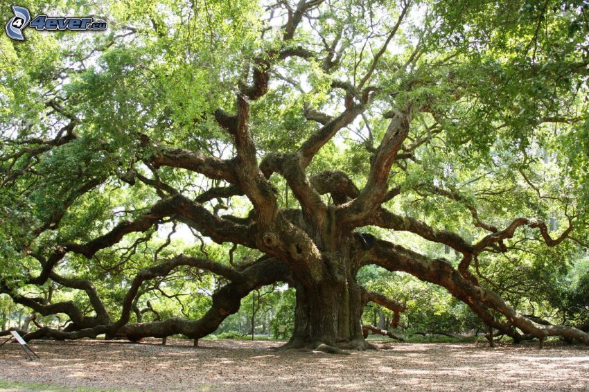 árbol enorme, árbol viejo