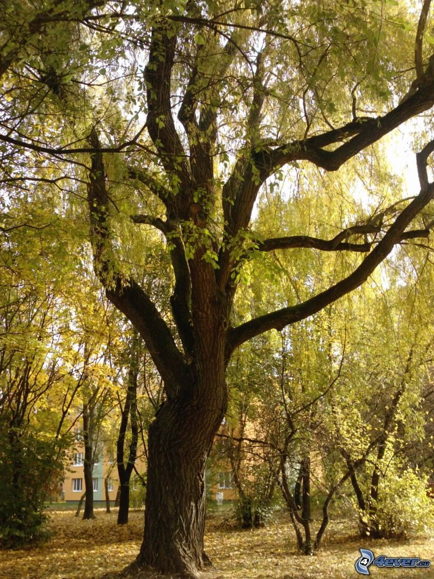 árbol enorme, hojas secas, ramas, árboles en el parque, casa prefabricada