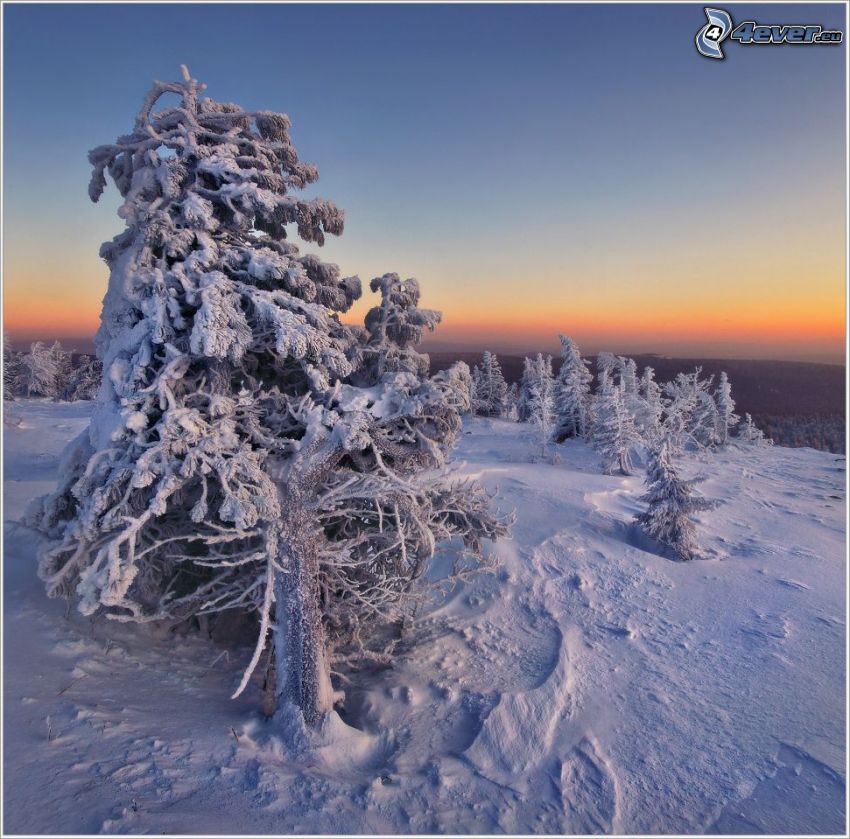 árbol nevado, después de la puesta del sol