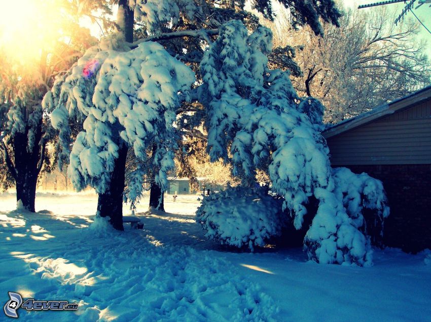árbol nevado, nieve, sol