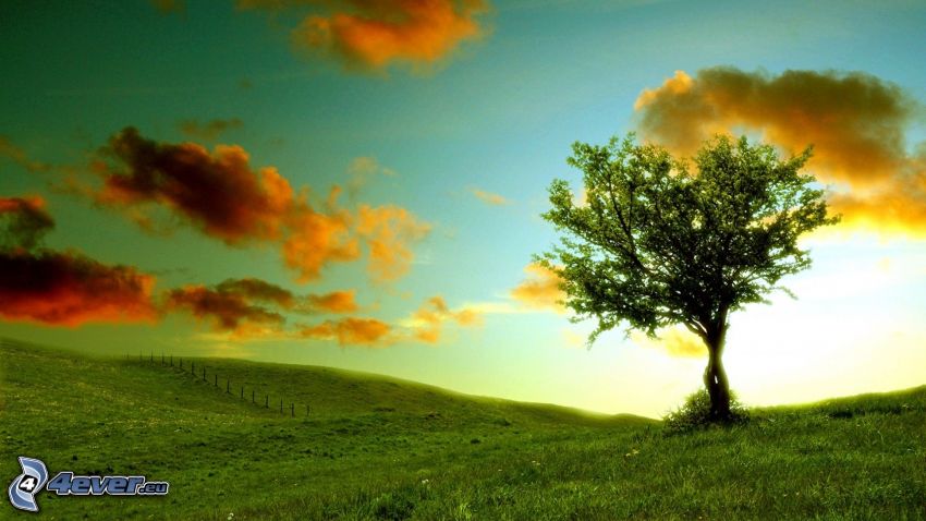 árbol solitario, prado, nubes
