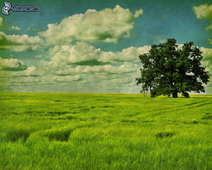 árbol solitario, prado, nubes