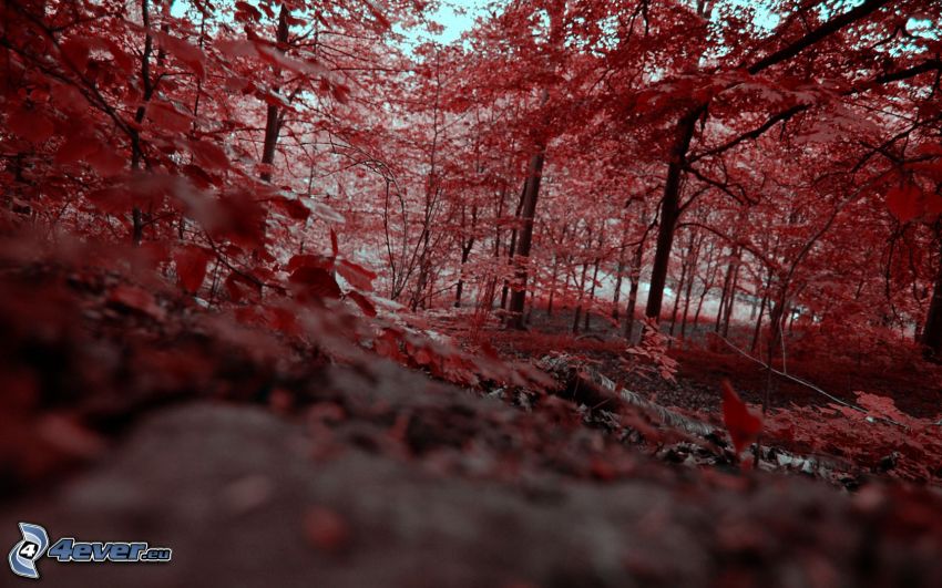 árboles, hojas rojas, bosque de otoño