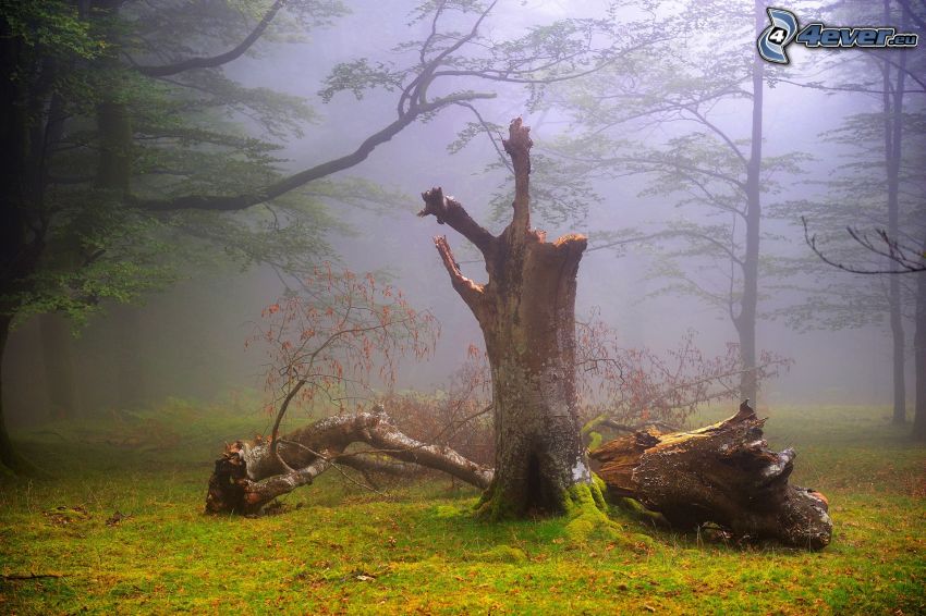 árboles, troncos, niebla