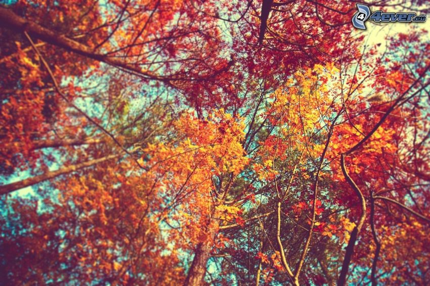 árboles coloridos del otoño