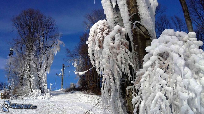 árboles congelados, camino cubierto de nieve, helada, invierno, naturaleza