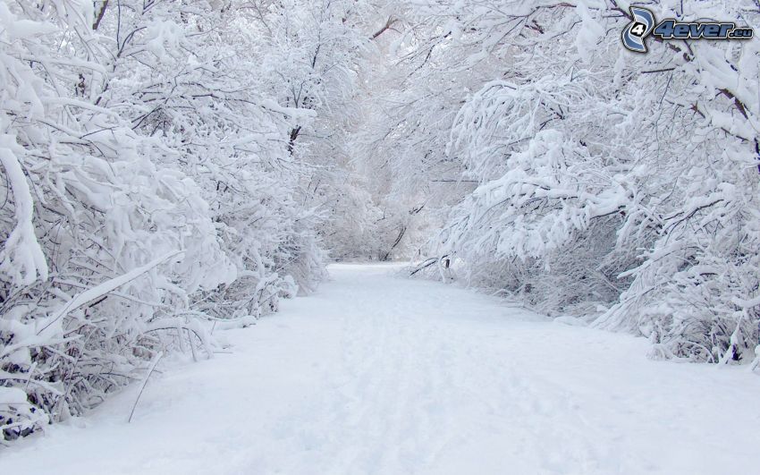 árboles nevados, camino cubierto de nieve