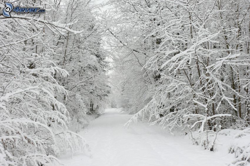 árboles nevados, camino cubierto de nieve