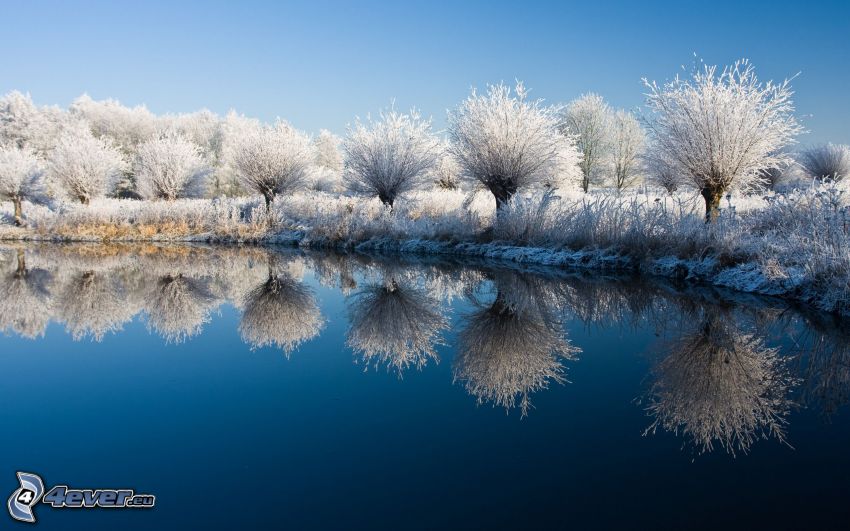 árboles nevados, lago, reflejo