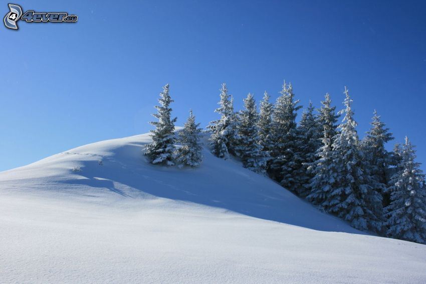 árboles nevados, prado cubierto de nieve