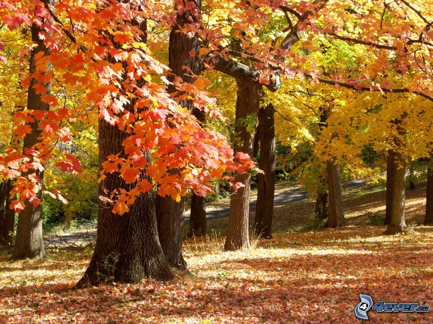 árboles otoñales, hojas de otoño