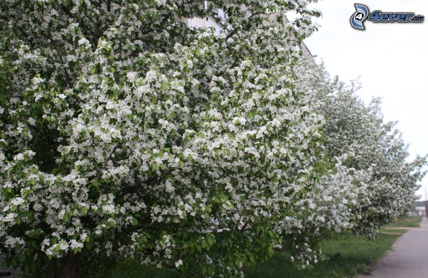 arbustos en flor, flores blancas