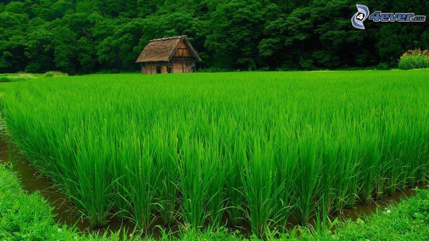 Arrozales en Vietnam, cabaña, bosque, verde