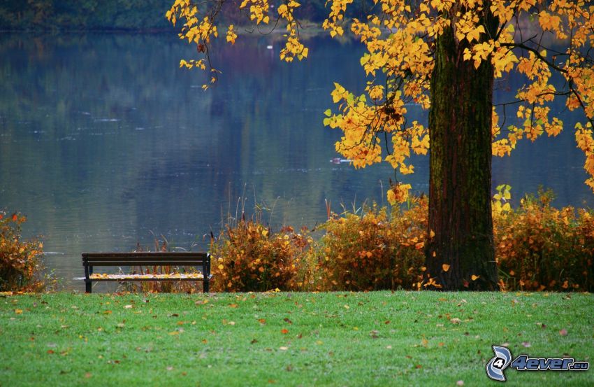 banco junto al lago, árbol amarillo