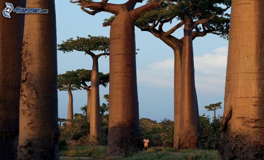 baobabas