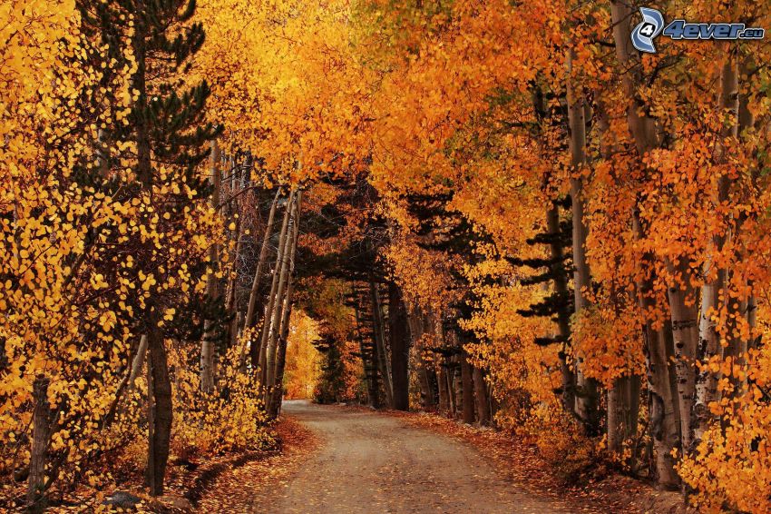 bosque, amarillo de otoño, camino por el bosque