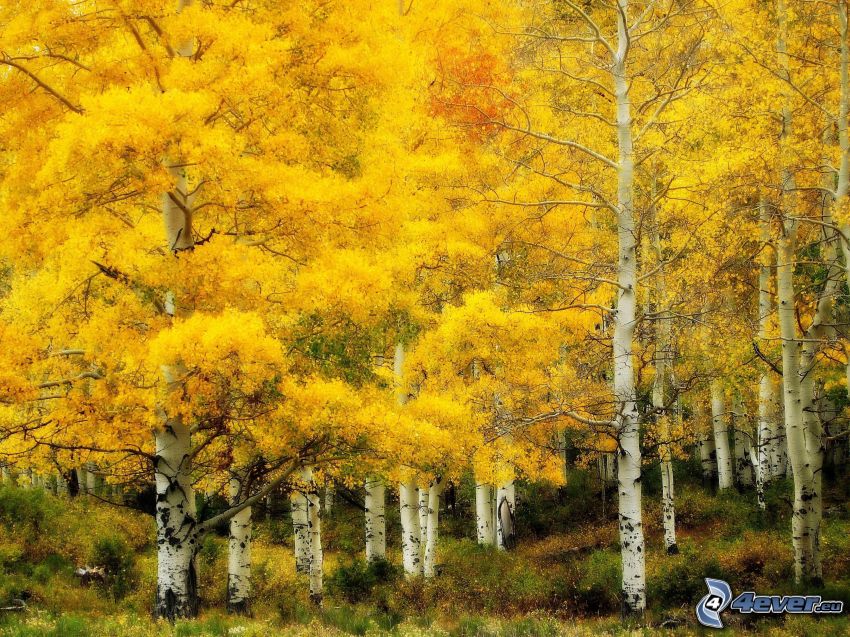 bosque, amarillo de otoño