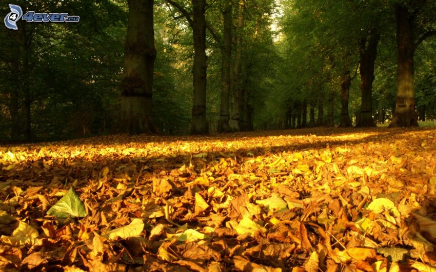 bosque, hojas de otoño