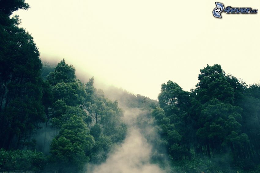 bosque, niebla