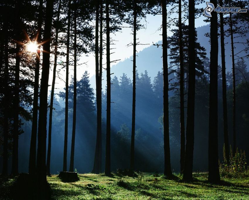 bosque, troncos, rayos de sol