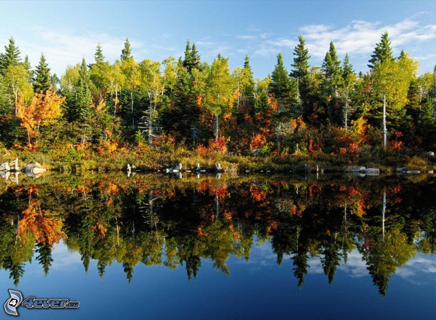 bosque colorido del otoño, lago, reflejo