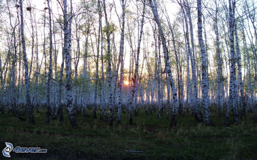 bosque de abedules, puesta del sol en el bosque