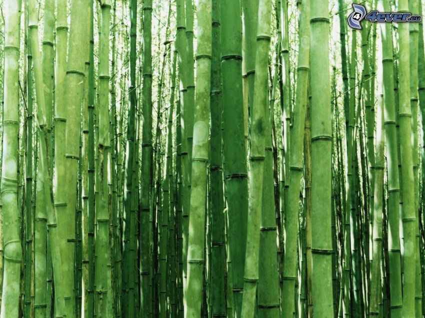 bosque de bambú