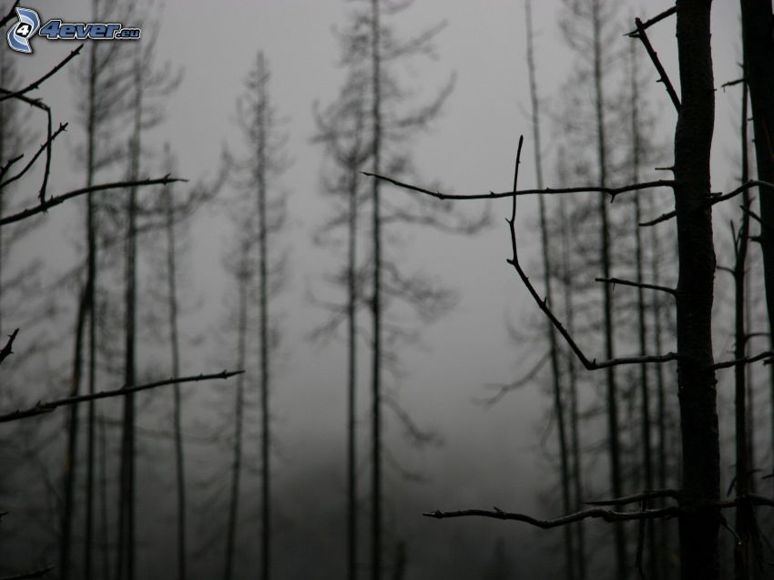 bosque de noche, Foto en blanco y negro