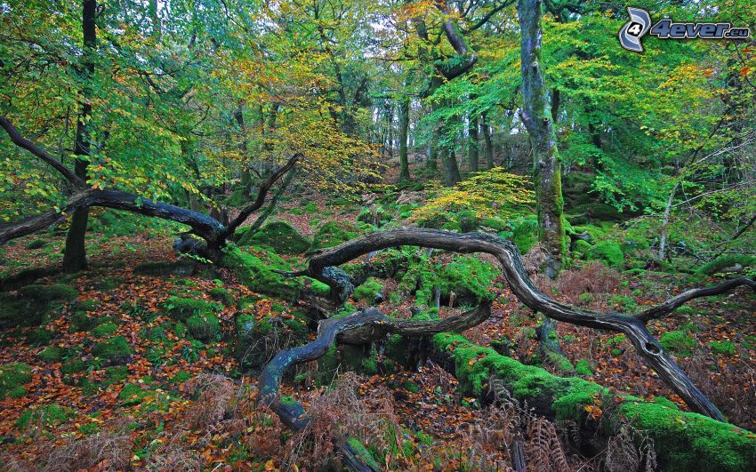 bosque de otoño, troncos