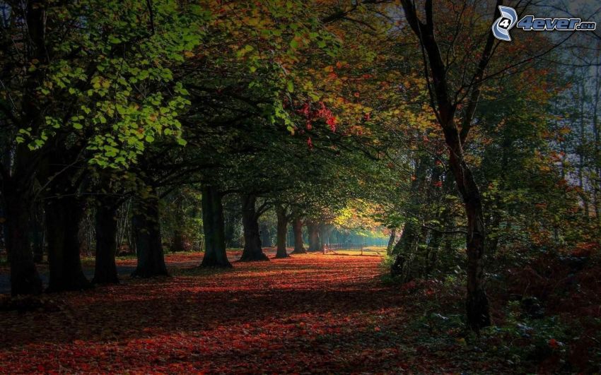bosque de otoño