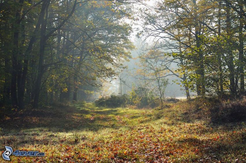 bosque de otoño