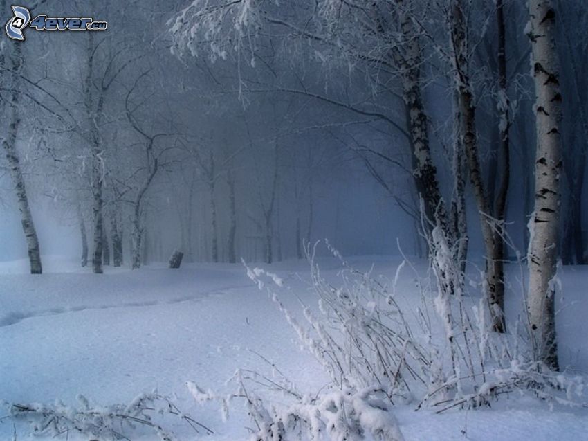 bosque nevado, bosque de abedules, huellas en la nieve
