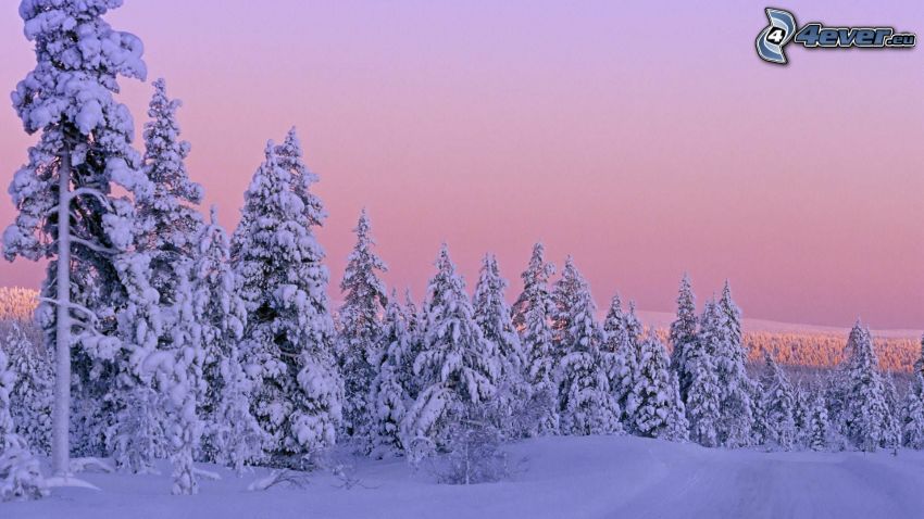 bosque nevado, cielo púrpura