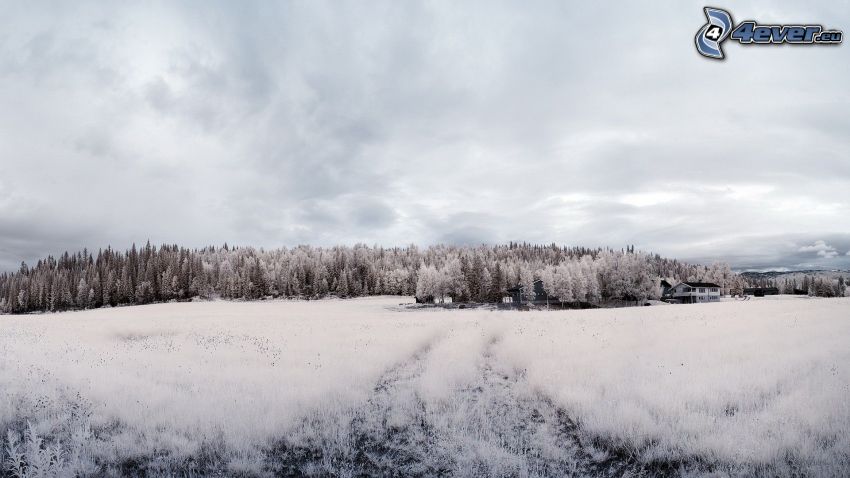bosque nevado, prado cubierto de nieve