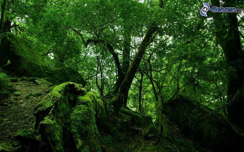 bosque verde