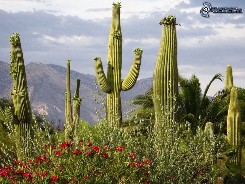 cactuses, sierra