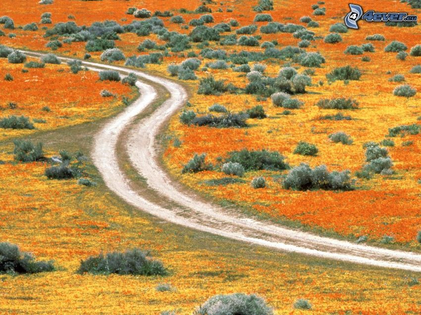 camino de campo, Antelope Valley