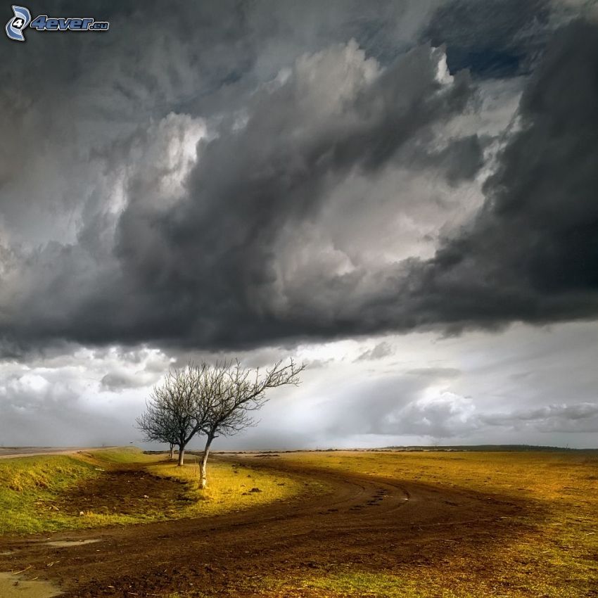 camino de campo, árbol deshojado, Nubes de tormenta