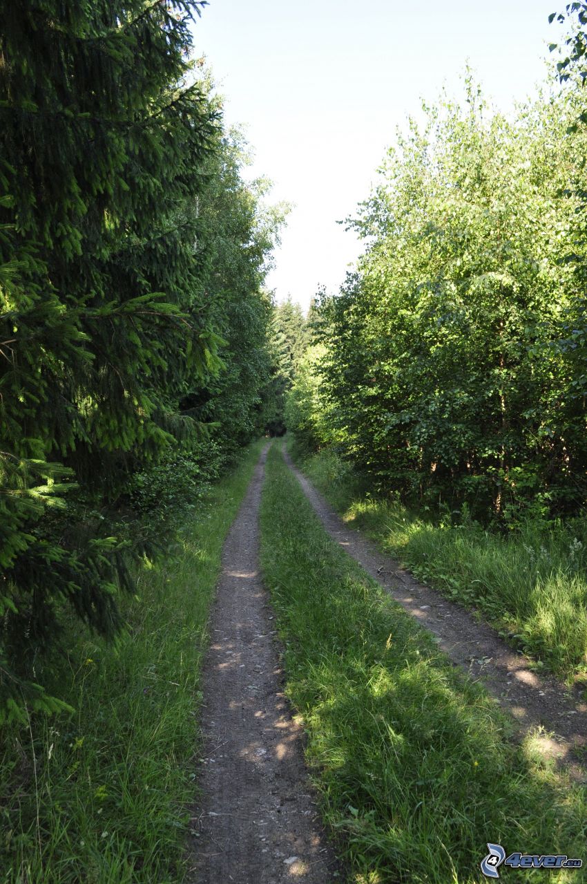 camino de campo, bosque