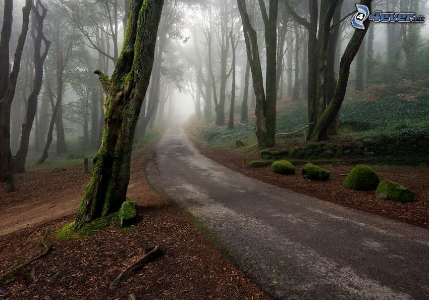 camino por el bosque, árboles, piedras, musgo, niebla