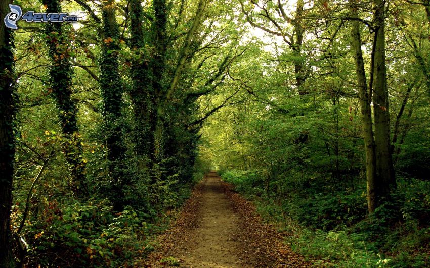 camino por el bosque, bosque, verde