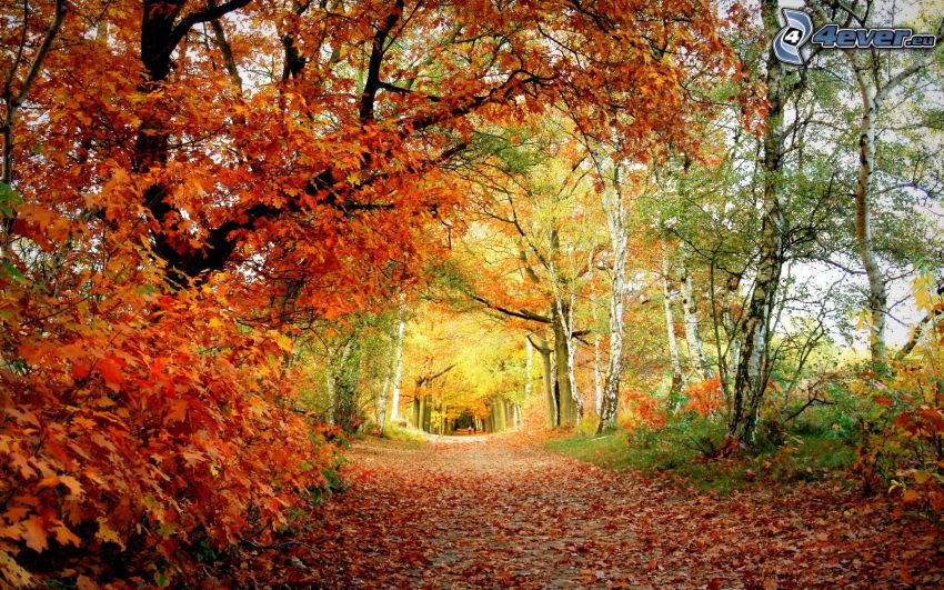 camino por el bosque, bosque de otoño