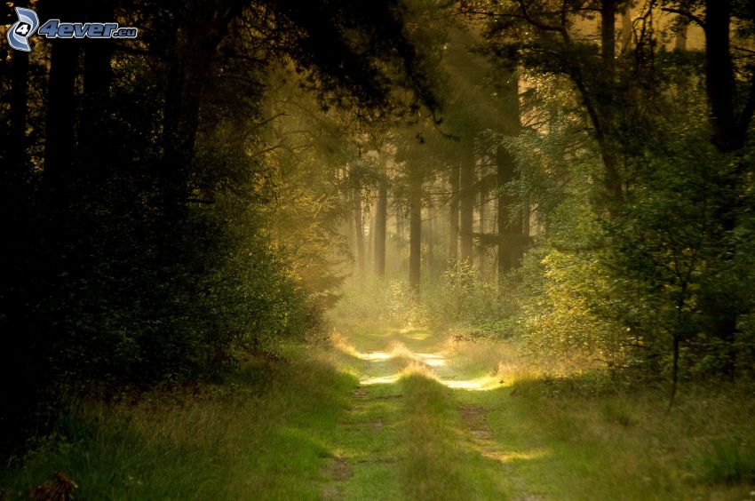camino por el bosque, rayos de sol