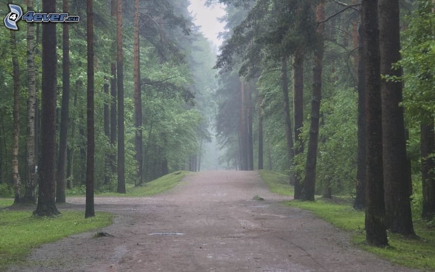 camino por el bosque