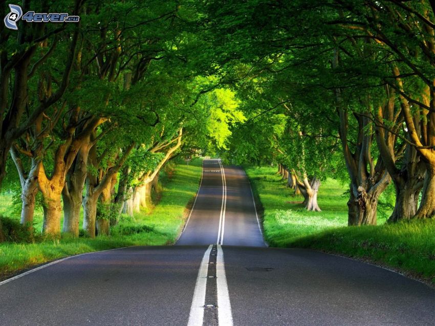 camino por un callejón verde, árboles