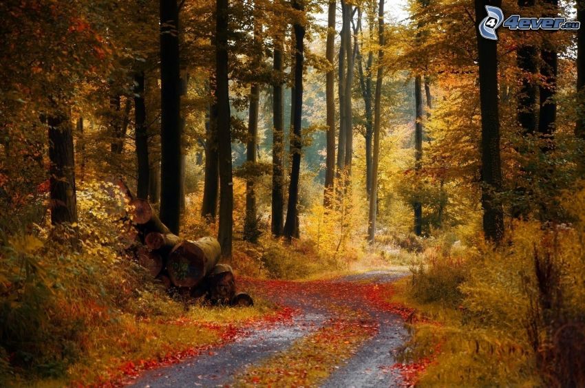 caminos forestales, bosque de otoño