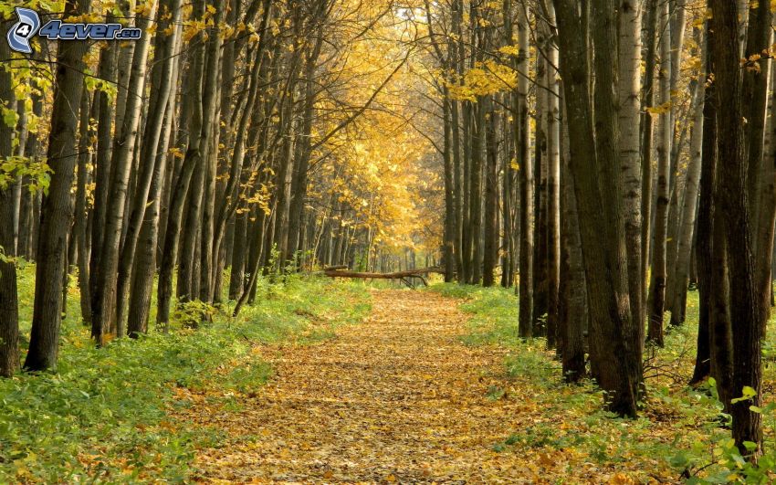 caminos forestales, bosque de otoño