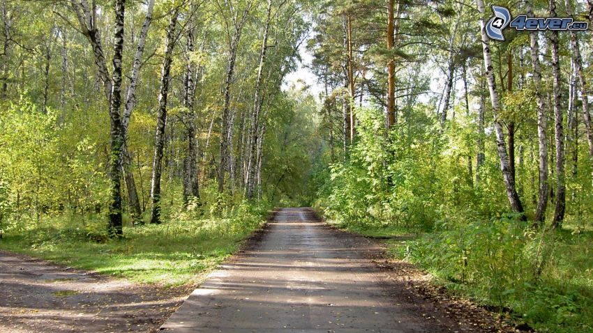 caminos forestales