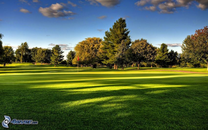 campo de golf, árboles