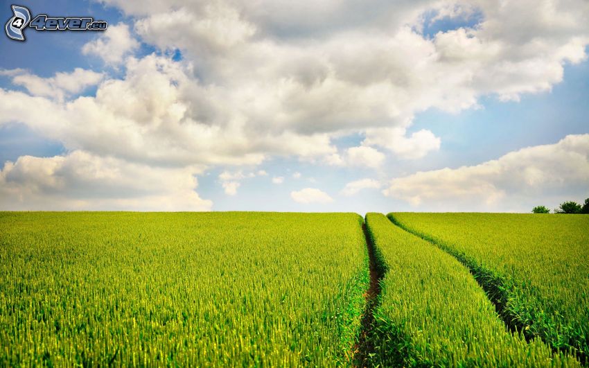 campo de maíz verde, camino de campo, nubes